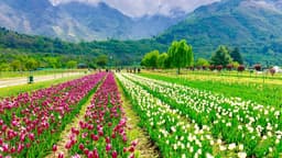 Colourful tulips blooming at Indira Gandhi Memorial Tulip Garden in Srinagar with Dal Lake and Zabarwan mountains in the background during spring